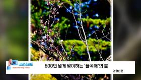 [굿모닝포토] 600번 넘게 맞이하는 '율곡매'의 봄