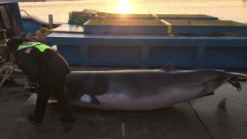 속초 앞바다서 죽은 밍크고래 발견...1,900만 원 위판