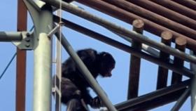 [영상] 고릴라 향한 침팬지의 '돌팔매질' 포착...서울대공원 
