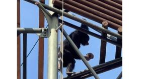 서울대공원에서 침팬지가 돌로 고릴라 사육장 공격하는 모습 포착