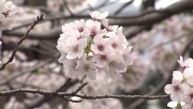 [영상] 일렁이는 분홍빛 물결...만개한 진해 벚꽃