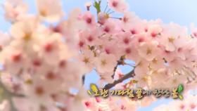 [영상] '형형색색' 봄꽃 만발