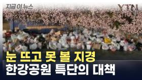 벚꽃축제 기간 이게 무슨 일...한강공원, 이제 이것 없앤다 [지금이뉴스]