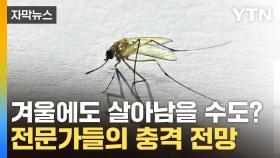 [자막뉴스] 모기, 겨울에도 살아남을 수도? 전문가들의 충격 전망