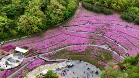 '천지가 핑크'...불암산 뒤덮은 10만 철쭉