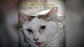 전국에서 고양이 폐사 급증...'볼드모트 사료' 논란