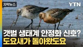 [자막뉴스] 도요새 개체 수 급증...갯벌 생태계 안정화 신호?