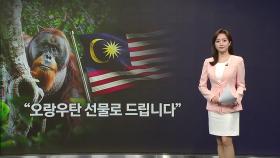 [뉴스퀘어8PM] 판다 이어 '오랑우탄 외교' 등장...말레이시아가 나선 이유는?