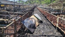 충남 홍성 축사 화재...돼지 780마리 폐사