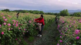 기후변화로 한 달 일찍 핀 장미...불가리아 장미 수확 한창