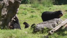 뉴욕 퀸즈 동물원, 지난 1월 태어난 새끼 안데스 곰 세 마리 공개