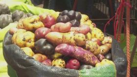 제1회 '세계 감자의 날'...페루 감자 축제