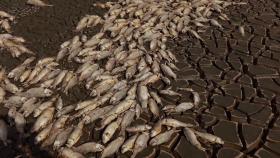 멕시코, 기록적 이상 고온에 물고기 떼죽음