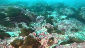 해조류는 사라지고...'바다 사막화'에 황폐해진 어장