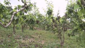 경기도 배·사과 농가 22곳에 과수화상병 발생