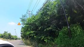 도로까지 침범한 잡초...운전 방해해 사고 위험