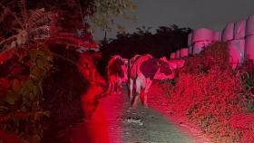 충남 천안 목장에서 젖소 10마리 탈출 소동