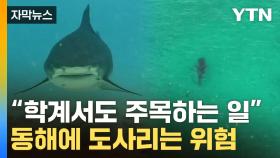 [자막뉴스] 동해에 급증하는 식인상어...뱃속 갈라보니 드러난 이유