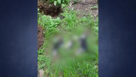 인천에서 길고양이 4마리 사체 발견...부검 의뢰