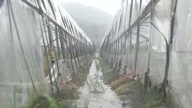 [날씨] 대구·경북 곳곳 100mm 넘는 많은 비...이 시각 대구