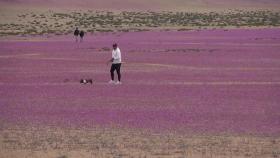 한겨울인 칠레 '아타카마 사막'에 등장한 '꽃'