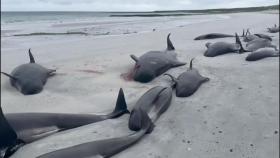 스코틀랜드 고래 60여 마리 해변에 좌초돼 떼죽음