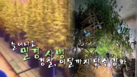 [영상] 아파트·빌라서 대마 재배...늘어나는 밀경사범