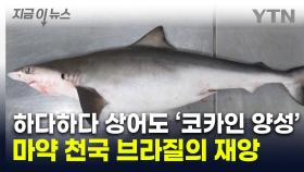 '코카인 양성' 상어는 최초...'마약 천국' 브라질, 바다까지 오염됐나 [지금이뉴스]