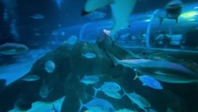 브라질 해안 서식 상어, 코카인 양성 반응