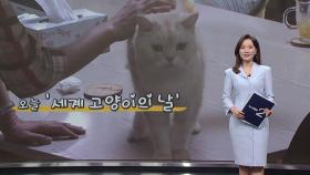 '우리도 덥다냐옹'...멍냥이 폭염 이기는 노하우 [앵커리포트]