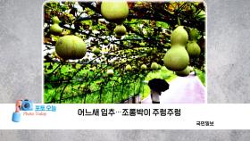 [포토오늘] 어느새 입추...조롱박이 주렁주렁