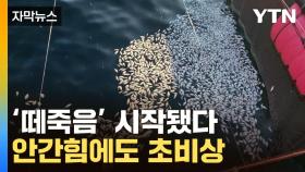 [자막뉴스] 사체들로 뒤덮인 바다...공포의 '떼죽음' 시작됐다