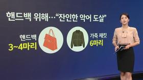 [지금e뉴스] 악어백 / 푸바오