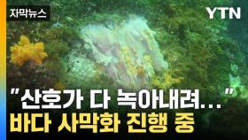 [자막뉴스] 끓어오르는 바닷물 때문에... 천연보호구역 연산호 군락지 피해 확산