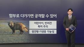 도심 곳곳에 너구리 출몰...함부로 접근하면 위험 [앵커리포트]