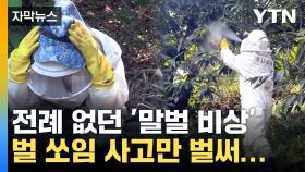 [자막뉴스] 추석 앞두고 '벌 쏘임' 사고 집중...'이렇게' 막아라
