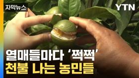 [자막뉴스] 밭마다 난리난 제주 감귤...애지중지 길렀는데 '탄식'