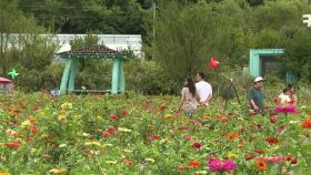 형형색색 가을꽃 활짝...광주 길거리 예술 축제 개막