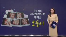 국내 최초 자연임신으로 태어난 '오둥이'...출산 선물도 5배 [앵커리포트]