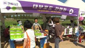 가을에 취하고 포도에 빠지고...안산 대부포도축제 개막