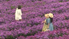 '꽃과 별' 즐기는 가을 추억 여행...북적북적