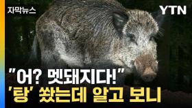 [자막뉴스] 멧돼지 잡다가 사람 잡는다... 오인 사격 사고에 '공포'