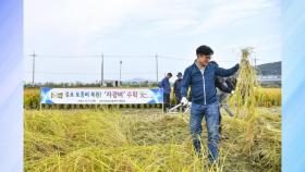 [경기] 김포시, 300년 역사 '자광벼' 복원 박차