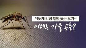 '뒷북' 가을모기의 기습...4년 전보다 2배 급증 [앵커리포트]