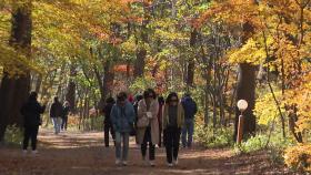 11월 코앞인데 '푸른 은행나무'...늦어지고 짧아진 단풍