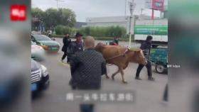 테슬라 전기차 끌고 도심 누빈 소...거리 나선 이유는? [나우쇼츠]