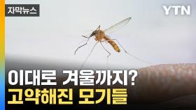 [자막뉴스] 생존력 강해져...지금 집 안 모기 못 잡으면 '큰일'