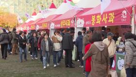 경북 사과 홍보 축제, 4~6일 서울광장에서 열려