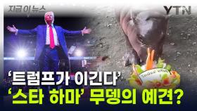 트럼프 접시 다가가더니...'태국 하마' 무뎅, 美 대선 예측 결과 [지금이뉴스]