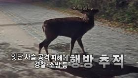 [영상] 잇단 사슴 공격에 시민 2명 다쳐...경찰 등 행방 추적